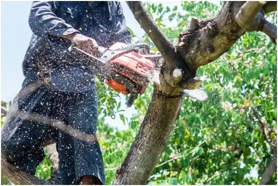 tree services Ashaway